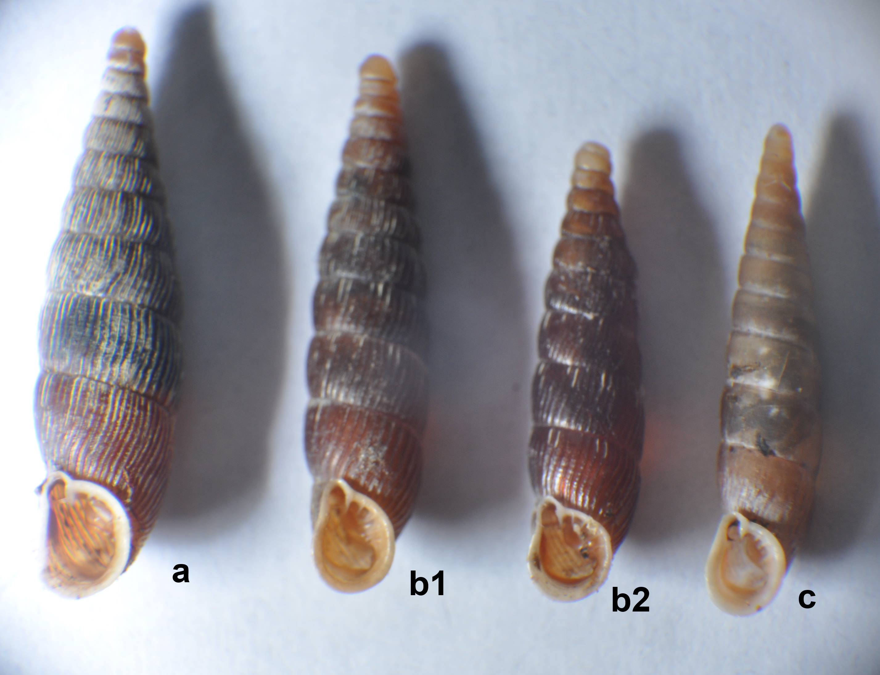 Macrogastra misteriosa